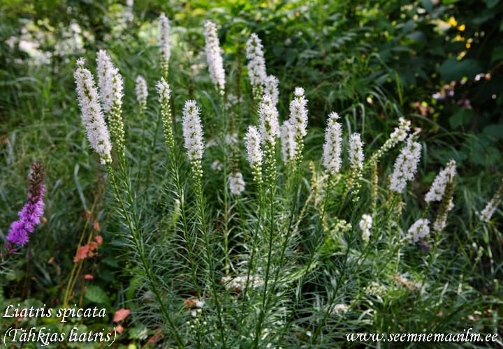 Liatris spicata White Tähkjas liatris